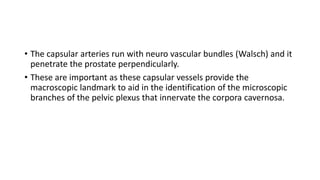 • The capsular arteries run with neuro vascular bundles (Walsch) and it
penetrate the prostate perpendicularly.
• These are important as these capsular vessels provide the
macroscopic landmark to aid in the identification of the microscopic
branches of the pelvic plexus that innervate the corpora cavernosa.
 