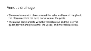 Venous drainage
• The veins form a rich plexus around the sides and base of the gland,
the plexus receives the deep dorsal vein of the penis.
• The plexus communicate with the vesical plexus and the internal
pudendal vein and drains into the vesical and internal iliac veins.
 
