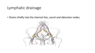 Lymphatic drainage
• Drains chiefly into the internal iliac, sacral and obturator nodes.
 