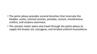 • The pelvic plexus provides visceral branches that innervate the
bladder, ureter, seminal vesicles, prostate, rectum, membranous
urethra, and corpora cavernosa.
• The somatic motor axons also travel through the pelvic plexus to
supply the levator ani, coccygeus, and striated urethral musculature.
 