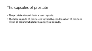 The capsules of prostate
• The prostate doesn’t have a true capsule.
• The false capsule of prostate is formed by condensation of prostatic
tissue all around which forms a surgical capsule.
 