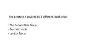 The prostate is covered by 3 different facial layers
• The Denonvillers fascia
• Prostatic fascia
• Levator fascia
 