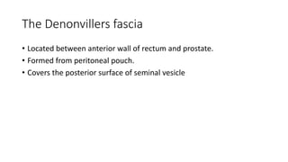 The Denonvillers fascia
• Located between anterior wall of rectum and prostate.
• Formed from peritoneal pouch.
• Covers the posterior surface of seminal vesicle
 