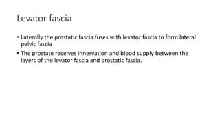 Levator fascia
• Laterally the prostatic fascia fuses with levator fascia to form lateral
pelvic fascia
• The prostate receives innervation and blood supply between the
layers of the levator fascia and prostatic fascia.
 