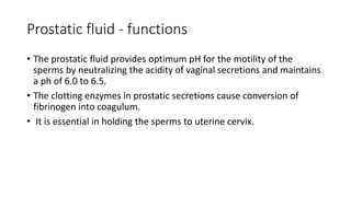 Prostatic fluid - functions
• The prostatic fluid provides optimum pH for the motility of the
sperms by neutralizing the acidity of vaginal secretions and maintains
a ph of 6.0 to 6.5.
• The clotting enzymes in prostatic secretions cause conversion of
fibrinogen into coagulum.
• It is essential in holding the sperms to uterine cervix.
 