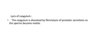 Lysis of coagulum :
• The coagulum is dissolved by fibrinolysin of prostatic secretions so
the sperms become motile.
 