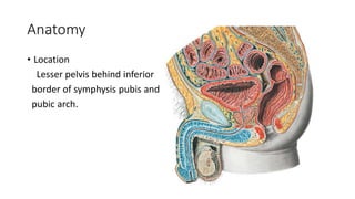 Anatomy
• Location
Lesser pelvis behind inferior
border of symphysis pubis and
pubic arch.
 