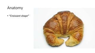 Anatomy
• “Croissant shape”
 