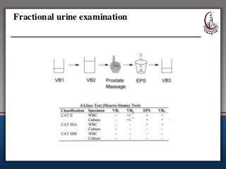 Fractional urine examination
 