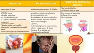 PROSTATITIS CÁNCER DE PRÓSTATA
HIPERPLASIA PROSTÁTICA
BENIGNA
Menores de 50 años Mas frecuente en mayores de 50 años
Mayores de 40 años,
90% mayores de 80 años
AGUDA: causa
Infección bacteriana:
enf. Transmisión sexual.
IVU= infección de las vías urinarias
Mutación celular con crecimiento
descontrolado e invasor
Segunda causa de muerte en hombres
Muchos hombre no tienen síntomas
Puede ser causado por:
Genética,
Dieta rica en grasa de origen animal,
calcio y baja azucares de frutas
Aumento de la testosterona
Contaminación ambiental
Crecimiento de la próstata
Inflamación testicular
No es maligno
CRÓNICO: causas
Próstatas agudas mal curadas
Inflamación crónica de la próstata PE
Stress
Retención de eyaculación repetidamente
 