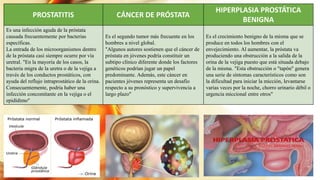 PROSTATITIS CÁNCER DE PRÓSTATA
HIPERPLASIA PROSTÁTICA
BENIGNA
Es una infección aguda de la próstata
causada frecuentemente por bacterias
específicas.
La entrada de los microorganismos dentro
de la próstata casi siempre ocurre por vía
uretral. "En la mayoría de los casos, la
bacteria migra de la uretra o de la vejiga a
través de los conductos prostáticos, con
ayuda del reflujo intraprostático de la orina.
Consecuentemente, podría haber una
infección concomitante en la vejiga o el
epidídimo"
Es el segundo tumor más frecuente en los
hombres a nivel global.
"Algunos autores sostienen que el cáncer de
próstata en jóvenes podría constituir un
subtipo clínico diferente donde los factores
genéticos podrían jugar un papel
predominante. Además, este cáncer en
pacientes jóvenes representa un desafío
respecto a su pronóstico y supervivencia a
largo plazo"
Es el crecimiento benigno de la misma que se
produce en todos los hombres con el
envejecimiento. Al aumentar, la próstata va
produciendo una obstrucción a la salida de la
orina de la vejiga puesto que está situada debajo
de la misma. "Esta obstrucción o "tapón" genera
una serie de síntomas característicos como son
la dificultad para iniciar la micción, levantarse
varias veces por la noche, chorro urinario débil o
urgencia miccional entre otros"
 