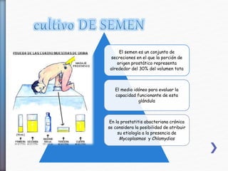 El semen es un conjunto de
secreciones en el que la porción de
origen prostático representa
alrededor del 30% del volumen tota
El medio idóneo para evaluar la
capacidad funcionante de esta
glándula
En la prostatitis abacteriana crónica
se considera la posibilidad de atribuir
su etiología a la presencia de
Mycoplasmas y Chlamydias
 