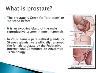    The prostate is Greek for "protector“ or
    “to stand before” .

   It is an exocrine gland of the male
    reproductive system in most mammals

   In 2002, female paraurethral glands, or
    Skene's glands, were officially renamed
    the female prostate by the Federative
    International Committee on Anatomical
    Terminology
 