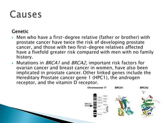 Genetic
 Men who have a first-degree relative (father or brother) with
  prostate cancer have twice the risk of developing prostate
  cancer, and those with two first-degree relatives affected
  have a fivefold greater risk compared with men with no family
  history.
 Mutations in BRCA1 and BRCA2, important risk factors for
  ovarian cancer and breast cancer in women, have also been
  implicated in prostate cancer. Other linked genes include the
  Hereditary Prostate cancer gene 1 (HPC1), the androgen
  receptor, and the vitamin D receptor.
 