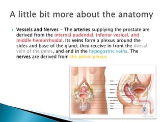    Vessels and Nerves - The arteries supplying the prostate are
    derived from the internal pudendal, inferior vesical, and
    middle hemorrhoidal. Its veins form a plexus around the
    sides and base of the gland; they receive in front the dorsal
    vein of the penis, and end in the hypogastric veins. The
    nerves are derived from the pelvic plexus
 