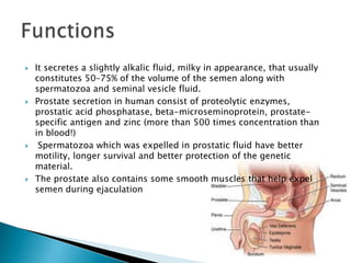    It secretes a slightly alkalic fluid, milky in appearance, that usually
    constitutes 50–75% of the volume of the semen along with
    spermatozoa and seminal vesicle fluid.
   Prostate secretion in human consist of proteolytic enzymes,
    prostatic acid phosphatase, beta-microseminoprotein, prostate-
    specific antigen and zinc (more than 500 times concentration than
    in blood!)
    Spermatozoa which was expelled in prostatic fluid have better
    motility, longer survival and better protection of the genetic
    material.
   The prostate also contains some smooth muscles that help expel
    semen during ejaculation
 