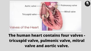 The human heart contains four valves -
tricuspid valve, pulmonic valve, mitral
valve and aortic valve.
 