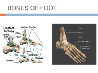 BONES OF FOOT
3
 