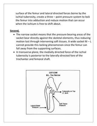 surface of the femur and lateral directed forces borne by the
ischial tuberosity, create a three – point pressure system to lock
the femur into adduction and reduce motion that can occur
when the ischium is free to shift about.
Second,
• The narrow socket means that the pressure bearing areas of the
socket bear directly against the skeletal elements, thus reducing
motion lost through intervening soft tissues. A wide socket M – L
cannot provide this locking phenomenon since the femur can
fall away from the supporting surfaces.
• In transverse plane, the medially directed force of the ischial
tuberosity is posterior to the laterally directed fore of the
trochanter and femoral shaft.
 