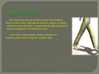  The foot moves into the forefoot rocker from terminal
stance to pre-swing. Although the forefoot remains in contact
with the ground, the body is progressing through contralateral
swing in preparation for ipsilateral swing.
 At the end of stance phase, forefoot dorsiflexion
reaches a peak, maximizing the windlass effect.
 