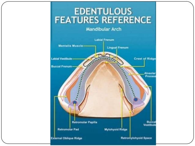 anatomical landmarks