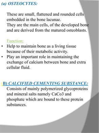 (a) OSTEOCYTES:
These are small, flattened and rounded cells
embedded in the bone lacunae.
They are the main cells, of the developed bone
and are derived from the matured osteoblasts.
Function:
• Help to maintain bone as a living tissue
because of their metabolic activity.
• Play an important role in maintaining the
exchange of calcium between bone and extra
cellular fluid.
(B) CALCIFIED CEMENTING SUBSTANCE:
Consists of mainly polymerized glycoproteins
and mineral salts namely CaCo3 and
phosphate which are bound to these protein
substances.
 