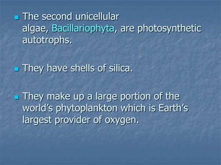    The second unicellular
    algae, Bacillariophyta, are photosynthetic
    autotrophs.

   They have shells of silica.

   They make up a large portion of the
    world’s phytoplankton which is Earth’s
    largest provider of oxygen.
 