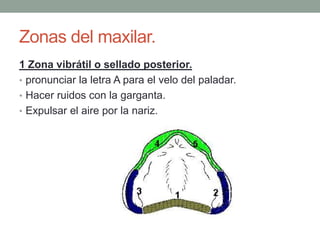 Zonas del maxilar.
1 Zona vibrátil o sellado posterior.
• pronunciar la letra A para el velo del paladar.
• Hacer ruidos con la garganta.
• Expulsar el aire por la nariz.
 