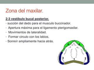 Zona del maxilar.
2-3 vestíbulo bucal posterior.
• succión del dedo para el musculo buccinador.
• Apertura máxima para el ligamento pterigomaxilar.
• Movimientos de lateralidad.
• Formar circulo con los labios.
• Sonreír ampliamente hacia atrás.
 