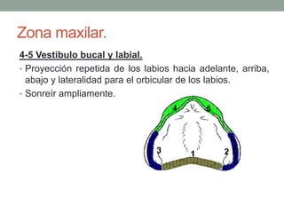 Zona maxilar.
4-5 Vestibulo bucal y labial.
• Proyección repetida de los labios hacia adelante, arriba,
abajo y lateralidad para el orbicular de los labios.
• Sonreír ampliamente.
 