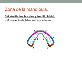 Zona de la mandíbula.
5-6 Vestibulos bucales y frenillo labial.
• Movimiento de labio arriba y adentro.
 