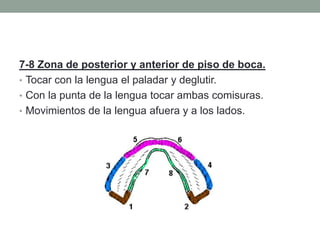 7-8 Zona de posterior y anterior de piso de boca.
• Tocar con la lengua el paladar y deglutir.
• Con la punta de la lengua tocar ambas comisuras.
• Movimientos de la lengua afuera y a los lados.
 