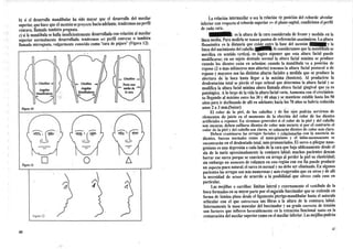 La relación intermaxilar o sea la relación eje posición del reborde alveolar
inferior con respecto, al reborde superior jen el plano sagital, condiciona el perfil
de cada cara.
b) si el desarrollo mandibular ha sido mayor que el desarrollo del- maxilar
superior, quehace que el mentónseproyecte haciaadelante, tendremosunperfil
cóncavo, llamado también prognata.
c) si la mandíbula se halla insuficientemente desarrollada con relación, al maxilar
superior normalmente desarrollado, tendremos uri perfil convexo o también
llamado micrognata, vulgarmente conocido como "cara de pájaro" (Figura 12).
: es la altura de la cara considerada de frente y medida en la
línea media. Para medirla se toman puntos de referencias anatómicos. La altura
flsonómlca es la distancia que existe entre la base del mentón
Si consideramos que la mandíbula se
moviliza en sentido vertical, es lógico süponer que esta altura facial puede
modificarse; en un sujeto dentado normal la altura facial mínima se produce
cuando los dientes están en oclusión; cuando la mandíbula va a posición de
reposo (2 o mas milímetros mas abierto) tenemos la altura facial postural o de
reposo y mayores son las distintas alturas faciales a medida que se produce la
abertura de la boca hasta llegar a la máxima (bostezo). Al producirse la
desdentación total se pierde el tope oclusal que determina la altura facial y se
modifica la altura facial mínima ahora llamada altura facial gingival que ya es
patológica. A lo largo de la vida la altura facial varía. Aumenta con el crecimien-
to llegando al máximo entre los 30 y 40 años y se mantiene estable hasta los 50
años para ir declinando de allí en adelante; hacia los 70 años se habría reducido
unos 2 a 3 mm.(Saizar)
El color de la piel, de los cabellos y de los ojos podrán servirnos de
elementos de juicio en el momento de la elección del color de los dientes
artificiales a reponer. En términos generales si el color de la piel y del cabello
son oscuros, deben enfilarse dientes de color más oscuro; si por el contrario el
color de la piel y del cabello son claros, se colocarán dientes de color más claro.
Deben examinarse las arrugas faciales y relacionarlas con la ausencia de
dientes. Surcos normales como el naso-geniano y el labio-mentoníano se
encontrarán en el desdentado total, más pronunciados. El surco o pliegue naso-
geniano es una depresión a cada lado de la cara que baja oblicuamente desde el
ala de la nariz aproximadamente la comisura labial; muchos pacientes desean
borrar ese surco porque se convierte en arruga al perder la piel su elasticidad;
sin embargo un aumento de volumen en esta región con ese fin puede producir
un aspecto poco natural; el surco es normal y no debe ser eliminado. En algunos
pacientes las arrugas son más numerosas y más exageradas que en otros y de allí
la necesidad de actuar de acuerdo a la posibilidad. que ofrece cada caso en
particular.
Las mejillas o carrillos: limitan lateral y externamente el vestíbulo de la
boca formados en su mayorparte por el músculo buccinador que se extiende en
forma de lámina plana desde el ligamento pterigo-mandibular hasta el músculo
orbicular con el que entrecruza sus fibras a la altura de la comisura labial.
Internamente la masa muscular del buccinador y un grado correcto de tensión
son factores que influyen favorablemente en la retención funcional tanto en la
restauración del maxilar superior como en el maxilar inferior. Las mejillaspodrán
y la
línea del nacimiento del cabello
4
Figura 12
4!
40
 