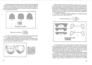 Formas dispares pueden asociarse en una misma boca; es decir que podemos
encontrar en un paciente, un maxilar cuadrado y un inferior en forma triangular
o viceversa. Esta disociación de formas en un mismo individuo complica los
problemas técnicosdel enfilado dentario al determinar variantes en la angulación
del eje interalveolar (Figura 16).
•Pueden también coincidir en una misma boca,maxilaressuperiores pequeños
e inferiores grandes o viceversa. Esa disociación de tamaños en una misma boca
puede crear problemas en el enfilado dentario por obra de la angulación del eje
interalveolar.El desdentamiento trae aparejado un supuesto agrandamiento del
maxilar inferior y un achicamiento en el superior que puede llevar a un enfilado
invertido ocruzado, osea cuando los dientesinferiores desbordan vestibularmen-
te a los superiores.Figura 16.
En cuanto a los rebordes alveolares residuales de los maxilares debemos
distinguir: altura, ancho y forma (Figura 18)
i
“ * Altos
* Medianos
_* Bajos
Altura de los rebordes
"
* Grande
Tamaño de los maxilares
— * Mediano
_* Pequeño
En cuanto al tamaño interesa este distingo de la superficie maxilar porque
de él va a surgir un primer pronóstico sobre el éxito de la prótesis.
En principio, cuanto más extensa es el área del maxilar, o sea cuando mayor
sea el tamaño del maxilar, se dispondrá de mayor soporte útil y, en consecuencia,
de mayor retención y estabilidad. (Figura 17)
Los más favorables son los rebordes altos por la manera como resisten las
fuerzas de lateralidad en el proceso de trabajo de la prótesis.Los rebordes bajos
son completamente desfavorables. A veces la atrofia de los rebordes alveolares
residuales del maxilar superior es tan grande que se continúa con la porción
basilar llegando en algunos casos hasta la espina nasal anterior. En el maxilar
inferior esto se agrava por la existencia d<j una menor superficie útil.
Cuando de un lado del maxilarhan permanecido algunos dientesremanentes
bastante tiempo, la extracción posterior de los mismos suele dejar un reborde
más prominente de ese lado, mientras que del lado opuesto se presenta muy
reabsorbido y atrofiado.La reducción quirúrgica de esa prominencia no implica
ninguna ventaja, mientras no interfiera con la colocación de los dientes
FIgum 17J Crestas, del
reborde y líneas de refe-
rencias marcadas sobre
los modelos desdentados
maxilaresymandibulares,
dondees posible observar
la diferencia de tnmnño
de ambos maxilares
48
49
 