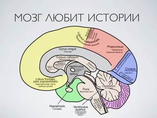 МОЗГ ЛЮБИТ ИСТОРИИ
 