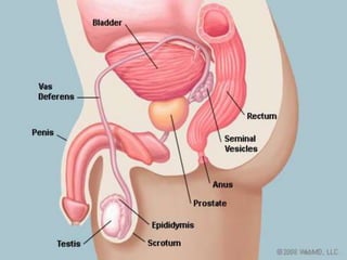 Introduction
 Is prostate strictly for men?
 Yes, ONLY men have prostate and ONLY men over 40 years but the
healthcare e...