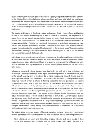 72
routes to the major markets are poor and Mabalane is poorly integrated into the national economy.
In the Chigubo District, the challenging climate combines with poor soils, which are mostly very
sandy and water retention is poor. Also in the same area, hardpans are visible and the solonetz soils
there restrict drainage, which is a useful characteristic during rains and the slow-draining soils then
enable some levels of agricultural production. Nevertheless, the hot and dry seasons prove very
challenging.
The location and impacts of flooding are easily understood. Assets – homes, farms and livestock
located on the Limpopo River floodplain, as well as some of its tributaries, are very exposed to
severe floods and are severely damaged when they do so. Severe floods occur in this region about
once in every seven to ten years. The combination of flooding potential and droughts combine to
increase vulnerability. Flooding can compound the damages to agricultural resources that have
already been exposed by preceding droughts, severely damaging plots along watercourses that
provide the most productive agricultural land, especially in the semi-arid areas. These communities
are then faced with major costs of rehabilitation, which in the majority of cases is just not possible
and permanent productivity declines result.
In the longer term, as the temperatures in the region increase, degradation will progress in the form
of aridification. Drought resistance in crops will be the key climate change response in the cassava
production, while closer attention will have to be given to getting water to field edge and using
artificial means of reducing temperatures – through shading where possible, in the horticultural
value chains.
Behavioural norms and cultural concerns practices hinder the roll out of new techniques and
technologies. The obvious example in this region is the keeping of cattle as a store of wealth, even
in the face of adversity, only to see them die at higher rates during times of climate adversity,
resulting in severe setbacks to the owners. This cultural practice presents a challenge when trying to
encourage livestock farmers to change to farming livestock for revenue generation, i.e. creating
throughput and using cattle to turn over revenue, or bank wealth when climate conditions turn
difficult. It is important to design adaptation interventions consultatively with local communities to
ensure that their cultural concerns and existing knowledge are incorporated into the design, which
will increase effectiveness. Achieving PROSUL goals in the red meat value chain means, in part,
changing these cultural practices. They also go against effective climate change adaptation and
reduce resilience because so much wealth is destroyed as animals die. Overcoming such cultural
practices could have a significant impact, but will require protracted re-engagements with the target
markets. If approaches are seen to work in a way which does not go against cultural norms, the
adaptation is likely to be easier. Cultural issues apply across all three value chains but are by far the
strongest in the livestock farming activity. Cultural norms are hard to shift even in the face of strong
evidence but will deliver significant benefits.
The lack of labour in certain aspects of farming operations remains a constraint. Horticultural
farmers reported occasional shortages but it was most prevalent in the cassava farming community.
 Stem cuttings do not store well. Harvesting is labour-intensive and labour can be in short
supply. The harvested roots are bulky and can perish quickly (FAO, 2008). Because of its
 