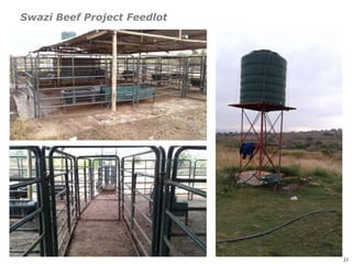 An affordable, accessible and profitable approach to cattle fattening in Mozambique