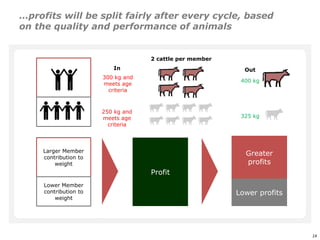 An affordable, accessible and profitable approach to cattle fattening in Mozambique