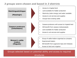 An affordable, accessible and profitable approach to cattle fattening in Mozambique