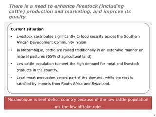 An affordable, accessible and profitable approach to cattle fattening in Mozambique