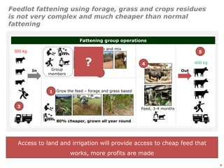 An affordable, accessible and profitable approach to cattle fattening in Mozambique