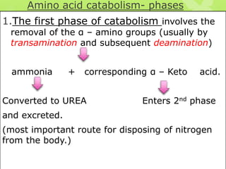 Amino acid catabolism- phases

1.The first phase of catabolism involves the
removal of the α – amino groups (usually by
transamination and subsequent deamination)
ammonia

+

corresponding α – Keto

Converted to UREA

acid.

Enters 2nd phase

and excreted.
(most important route for disposing of nitrogen
from the body.)

 