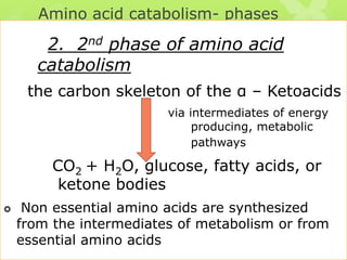 Amino acid catabolism- phases

2. 2nd phase of amino acid
catabolism
the carbon skeleton of the α – Ketoacids
via intermediates of energy
producing, metabolic
pathways

CO2 + H2O, glucose, fatty acids, or
ketone bodies


Non essential amino acids are synthesized
from the intermediates of metabolism or from
essential amino acids

 