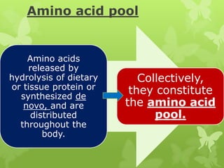 Amino acid pool

Amino acids
released by
hydrolysis of dietary
or tissue protein or
synthesized de
novo, and are
distributed
throughout the
body.

Collectively,
they constitute
the amino acid
pool.

 
