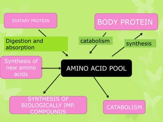 BODY PROTEIN

DIATARY PROTEIN

Digestion and
absorption
Synthesis of
new amino
acids

catabolism

synthesis

AMINO ACID POOL

SYNTHESIS OF
BIOLOGICALLY IMP.
COMPOUNDS

CATABOLISM

 