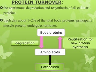 PROTEIN TURNOVER:

the continuous degradation and resynthesis of all cellular
proteins

Each day about 1–2% of the total body proteins, principally
muscle protein, undergoes turnover.
Body proteins
Reutilization for
new protein
synthesis

degradation
Amino acids

Catabolism

 
