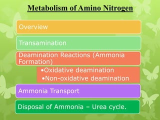 Metabolism of Amino Nitrogen
Overview
Transamination
Deamination Reactions (Ammonia
Formation)
•Oxidative deamination
•Non-oxidative deamination

Ammonia Transport
Disposal of Ammonia – Urea cycle.

 