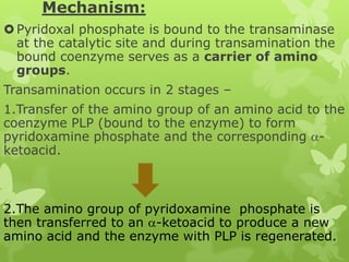 Mechanism:
 Pyridoxal phosphate is bound to the transaminase
at the catalytic site and during transamination the
bound coenzyme serves as a carrier of amino
groups.
Transamination occurs in 2 stages –
1.Transfer of the amino group of an amino acid to the
coenzyme PLP (bound to the enzyme) to form
pyridoxamine phosphate and the corresponding ketoacid.

2.The amino group of pyridoxamine phosphate is
then transferred to an -ketoacid to produce a new
amino acid and the enzyme with PLP is regenerated.

 