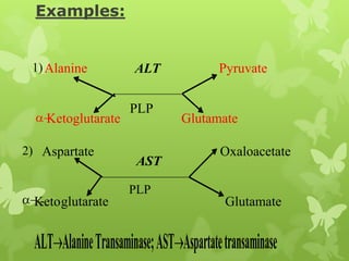 Examples:

1) Alanine

Ketoglutarate
2) Aspartate

ALT
PLP

AST

Pyruvate

Glutamate
Oxaloacetate

PLP
Ketoglutarate

Glutamate

ALT Alanine Transaminase; AST Aspartate transaminase

 